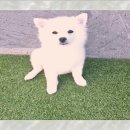 보람애견 이미지