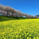 전남 순천시 동천 유채꽃 이미지