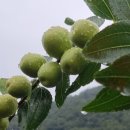 두루봉농원2 이미지