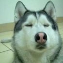 대복삼계탕 이미지