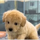 행복한강아지와고양이 네이버블로그