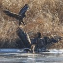 오리사냥 이미지