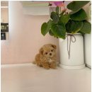 몽냥몽냥 강아지분양 일산점 이미지