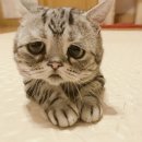 장화신은고양이 이미지