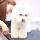 로라펫살롱 이미지