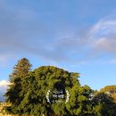 로즈베이호텔 | 바써티6 런치ㅡ오페라 하우스ㅡ로즈 베이ㅡ울월스 센트럴파크몰점: 호주 시드니 여행 4