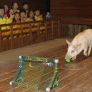 돼지보러오면돼지 이미지