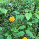 동빙고(근린공원) 이미지