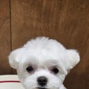 멜팅그루밍 이미지