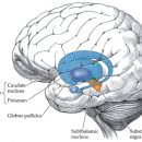 Re:High Protein Diet and Huntington's Disease 이미지