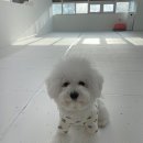 딩동댕독 이미지