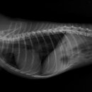 용산동물병원 이미지