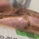 정다운오리 이미지