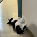 고양아, 안녕? | 서울 고양이 무마취 미용 가격 고양아안녕 6년 넘게 다닌 후기