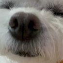 개슴츠레