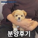 쓰담쓰담애견샵 이미지