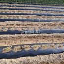 신장금옥 이미지