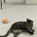 그루밍포유 | “아나포유 이뮨프로” 고양이 장 건강 챙기기, 반려견 점액변 추천 유산균으로 선택한 이유