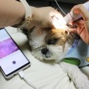 (주)펫닥 | 강아지건강검진 셀프 체크용, 펫닥 스캐너 애견용품