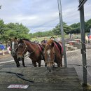 송당승마장 이미지