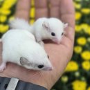 펫엔글라이더본점 이미지