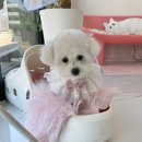 오마이펫 이미지