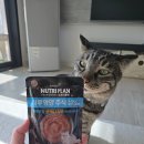 영양-5)영양군 우리부두 옆 | [뉴트리플랜]하루영양 주식 파우치 한달 후기