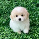 강남헬스 | 강남 강아지분양 꼬숑분양 후기 – 헬스독 송파점에서 만난 첫 가족 이야기