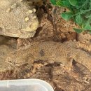 제이엔디 | 하남 파충류샵 제이엔디 게코 후기｜구경만 했는데 시간 순삭