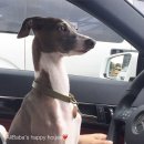 펫그라운드_해방촌 이미지