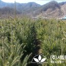 (주)금송조경