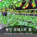 잘크는농장 | 용인 실내가볼만한곳 아이와 딸기체험농장 동물체험까지 한 번에