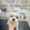 마음이네 멍발소 이미지