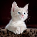 TOP | 고양이 변 냄새 줄이는 사료 추천 – 냄새 잡는 저취 사료 리얼 후기 &amp; TOP 5