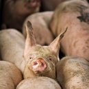 성돈농장 이미지