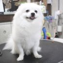 뭉치펫 이미지