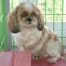 진성세탁소 이미지