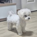 화명동 애견미용 강아지 유치원 하이그룸 이미지