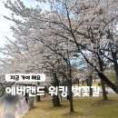 주정차-18 | 에버랜드 워킹 벚꽃길 후기, 동선은 아쉬웠지만 사진은 최고