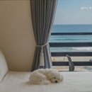 해뜨는창문애견동반오션뷰펜션