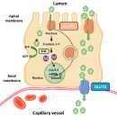 Re: 과당 수송체 GLUT5 탐구!! 이미지