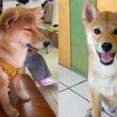 보듬어 줄개 이미지