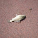 동대부속유치원 이미지