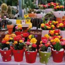 양재시장 이미지