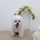 뽀송뽀송 강아지 미용실 이미지