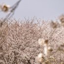오목천교 이미지