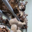 몬스터 농부 이미지