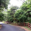 제주 안덕계곡 상록수림 이미지