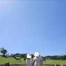 예형목장 | 제주 아이랑 가볼만한 곳, 다시 가고 싶은 제주 아침미소목장 내돈내산 방문 후기✨️
