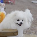 올리브 펫 이미지